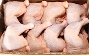 Thịt gà 2.000 đồng/kg đổ về: Truy tìm kẻ nhập khẩu bỏ trốn Thịt gà 2.000 đồng/kg đổ về: Truy tìm kẻ nhập khẩu bỏ trốn