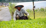 Chê cười lão nông 'điên trồng rau dại', cuối cùng cả làng ngả mũ trước thu nhập tiề tỷ của ông Chê cười lão nông 'điên trồng rau dại', cuối cùng cả làng ngả mũ trước thu nhập tiề tỷ của ông