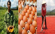 Lợn chưa "giải cứu" xong lại đến lượt ớt, bí ngô, trứng gà chờ "giải cứu" Lợn chưa "giải cứu" xong lại đến lượt ớt, bí ngô, trứng gà chờ "giải cứu"