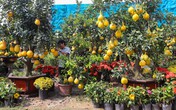 Bưởi Diễn 50 triệu đồng một cây bán trên vỉa hè Sài Gòn Bưởi Diễn 50 triệu đồng một cây bán trên vỉa hè Sài Gòn