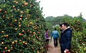 Trời rét dưới 10 độ C, nhiều người vẫn kéo nhau đi chọn quất cảnh Trời rét dưới 10 độ C, nhiều người vẫn kéo nhau đi chọn quất cảnh