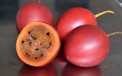 Cà chua độc lạ giá 1 triệu đồng/kg một thời giờ ra sao? Cà chua độc lạ giá 1 triệu đồng/kg một thời giờ ra sao?