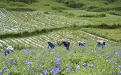 Phát triển chuỗi giá trị dược liệu sạch chuẩn hóa nâng tầm Việt Nam trên bản đồ dược liệu thế giới Phát triển chuỗi giá trị dược liệu sạch chuẩn hóa nâng tầm Việt Nam trên bản đồ dược liệu thế giới