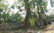 Thông tin mới nhất vụ Hà Nội đồng ý bán cây sưa quý từng được trả giá 100 tỷ Thông tin mới nhất vụ Hà Nội đồng ý bán cây sưa quý từng được trả giá 100 tỷ