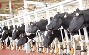 Tập đoàn TH được vinh danh ở ba hạng mục quan trọng tại Giải thưởng Kinh doanh Quốc tế 2018 Tập đoàn TH được vinh danh ở ba hạng mục quan trọng tại Giải thưởng Kinh doanh Quốc tế 2018