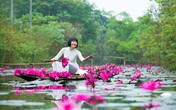 Suối Yến nở rộ dịch vụ chụp ảnh mùa hoa súng nở Suối Yến nở rộ dịch vụ chụp ảnh mùa hoa súng nở