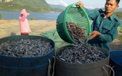 Kiếm bộn tiền từ nghề cá khô sông Đà Kiếm bộn tiền từ nghề cá khô sông Đà