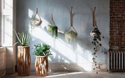 5 sai lầm cần tránh khi trồng cây trong nhà để không ảnh hưởng đến sức khỏe 5 sai lầm cần tránh khi trồng cây trong nhà để không ảnh hưởng đến sức khỏe