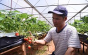 Trồng dâu tây bán ngay tại vườn, mỗi tháng thu 250 triệu đồng Trồng dâu tây bán ngay tại vườn, mỗi tháng thu 250 triệu đồng