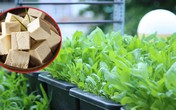 Mẹ Hà Nội tiết lộ “thần công” chăm cây lớn nhanh như thổi nhờ 1 thanh đậu phụ Mẹ Hà Nội tiết lộ “thần công” chăm cây lớn nhanh như thổi nhờ 1 thanh đậu phụ