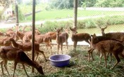Nuôi động vật hoang dã: Người "hái" ra tiền, kẻ nợ đầm đìa Nuôi động vật hoang dã: Người "hái" ra tiền, kẻ nợ đầm đìa