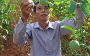 Chanh leo lên đồi, thu nhập tăng theo Chanh leo lên đồi, thu nhập tăng theo