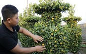 Để có một cây quất cảnh dáng bình hoa khổng lồ phải mất 4 năm Để có một cây quất cảnh dáng bình hoa khổng lồ phải mất 4 năm