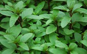 Lợi ích bất ngờ của lá húng quế nhưng ít ai biết Lợi ích bất ngờ của lá húng quế nhưng ít ai biết