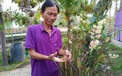 Thầy giáo cất công đưa lúa tím có mùi thơm hoa hồng vào chậu... trưng Tết Thầy giáo cất công đưa lúa tím có mùi thơm hoa hồng vào chậu... trưng Tết
