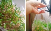 Khoe "bonsai giá đỗ" sau một ngày để quên, dân mạng chỉ ra điều kì lạ đáng sợ Khoe "bonsai giá đỗ" sau một ngày để quên, dân mạng chỉ ra điều kì lạ đáng sợ