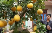 Cận cảnh bưởi cổ "dáng trâu nằm" chốt giá 60 triệu đồng hiếm thấy Cận cảnh bưởi cổ "dáng trâu nằm" chốt giá 60 triệu đồng hiếm thấy