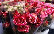 Hoa tươi giá đắt "kỷ lục" vẫn cháy hàng ngày Valentine Hoa tươi giá đắt "kỷ lục" vẫn cháy hàng ngày Valentine