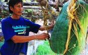 Giải mã bí ẩn ở vùng đất trồng được loại bí gần 100kg/quả Giải mã bí ẩn ở vùng đất trồng được loại bí gần 100kg/quả
