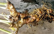 Củ sâm Ngọc Linh nặng 800g được trả giá 400 triệu đồng Củ sâm Ngọc Linh nặng 800g được trả giá 400 triệu đồng