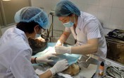 Khóc cười nghề làm bác sĩ cho… thú cưng Khóc cười nghề làm bác sĩ cho… thú cưng