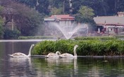 Thực hư tin đồn thiên nga hồ Thiền Quang bị “cắt cánh”, “bẻ xương” Thực hư tin đồn thiên nga hồ Thiền Quang bị “cắt cánh”, “bẻ xương”