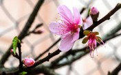 Đào rừng đổ bộ phố Thủ đô, "thét giá" chục triệu Đào rừng đổ bộ phố Thủ đô, "thét giá" chục triệu