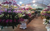 Lan Hồ Điệp đắt khách nhất dịp Tết Lan Hồ Điệp đắt khách nhất dịp Tết