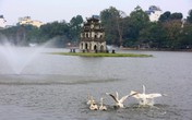 Thả thiên nga ở Hồ Gươm không có nghĩa "xúc phạm" tới "cụ Rùa" Thả thiên nga ở Hồ Gươm không có nghĩa "xúc phạm" tới "cụ Rùa"