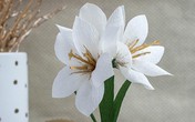 Chẳng cần tốn nhiều tiền, vẫn có hoa loa kèn độc - lạ chơi Tết Chẳng cần tốn nhiều tiền, vẫn có hoa loa kèn độc - lạ chơi Tết