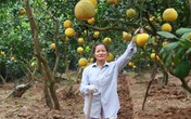 Được mùa lại lo... “bưởi tặc” Được mùa lại lo... “bưởi tặc”