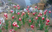 Ông bố người Tày "liều" thuê cả đồi đá Mã Pì Lèng trồng hoa tulip khiến bao người trầm trồ Ông bố người Tày "liều" thuê cả đồi đá Mã Pì Lèng trồng hoa tulip khiến bao người trầm trồ