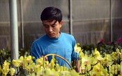 Anh nông dân trồng lan "đút túi" 1,5 tỷ sau vụ hoa Tết Anh nông dân trồng lan "đút túi" 1,5 tỷ sau vụ hoa Tết