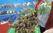 2 củ sâm Ngọc Linh được rao giá hơn 1 tỷ 2 củ sâm Ngọc Linh được rao giá hơn 1 tỷ