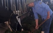 Bỏ công việc ổn định ở phố về quê nuôi bò sữa, lãi gần 1 tỷ/năm Bỏ công việc ổn định ở phố về quê nuôi bò sữa, lãi gần 1 tỷ/năm
