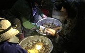 Cua đồng tăng giá “sốc”, người dân đổ ra ruộng săn trong đêm Cua đồng tăng giá “sốc”, người dân đổ ra ruộng săn trong đêm