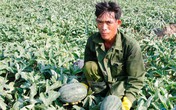 Xuất khẩu dưa hấu sang Trung Quốc: Dưa chín vẫn chưa thấy đối tác Xuất khẩu dưa hấu sang Trung Quốc: Dưa chín vẫn chưa thấy đối tác