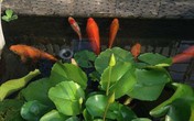 Bà mẹ Hà Nội chăm hoa sen, súng trên ban công bằng lạc và đỗ tương Bà mẹ Hà Nội chăm hoa sen, súng trên ban công bằng lạc và đỗ tương