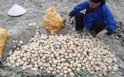 Hàng tấn khoai tây của nông dân Việt ế ẩm chờ "cứu", vẫn nhập khoai rẻ bèo từ Trung Quốc Hàng tấn khoai tây của nông dân Việt ế ẩm chờ "cứu", vẫn nhập khoai rẻ bèo từ Trung Quốc