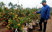 Đào, quất Tết sẽ “đứng giá” Đào, quất Tết sẽ “đứng giá”