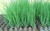 3 cách trồng hành lá tại nhà không cần đất hay chậu 3 cách trồng hành lá tại nhà không cần đất hay chậu