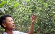 4.000 đồng/1 quả chanh, người dân đi "mót" từng quả vẫn không có mà bán 4.000 đồng/1 quả chanh, người dân đi "mót" từng quả vẫn không có mà bán