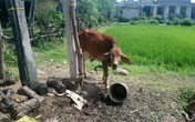 Bò “đi lạc” vì... không có người nhận? Bò “đi lạc” vì... không có người nhận?