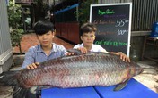 Bắt được cá trắm đen khổng lồ: Của hiếm chưa từng thấy, đại gia mua ngay Bắt được cá trắm đen khổng lồ: Của hiếm chưa từng thấy, đại gia mua ngay