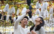 Nông dân Nhật bán tiền triệu mỗi chùm nho hóa ra nhờ bí quyết không ngờ này Nông dân Nhật bán tiền triệu mỗi chùm nho hóa ra nhờ bí quyết không ngờ này