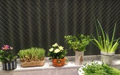 Vườn rau gia vị độc đáo trồng trong lọ và cốc thủy tinh của mẹ Việt hai con ở Nhật Vườn rau gia vị độc đáo trồng trong lọ và cốc thủy tinh của mẹ Việt hai con ở Nhật