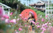 Check-in gấp Sa Pa mùa hoa hồng! Check-in gấp Sa Pa mùa hoa hồng!