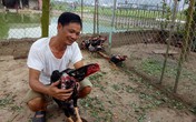 Nghĩ nuôi chơi chơi mà ông nông dân đổi đời nhờ gà chọi Nghĩ nuôi chơi chơi mà ông nông dân đổi đời nhờ gà chọi