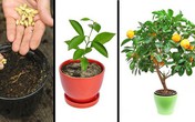 8 loại cây ăn quả có thể trồng từ hạt mà bạn nên trồng trong nhà mình 8 loại cây ăn quả có thể trồng từ hạt mà bạn nên trồng trong nhà mình