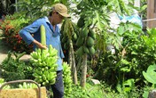 Người phụ nữ đảm đang kiếm 500 triệu đồng mỗi năm từ vườn cây ăn quả Người phụ nữ đảm đang kiếm 500 triệu đồng mỗi năm từ vườn cây ăn quả
